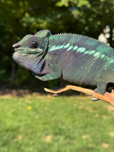 Ambanja Panther Chameleon perched on branch