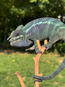 Ambanja Panther Chameleon basking under natural light