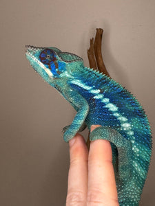 Hand-tame Ambanja Panther Chameleon sitting calmly