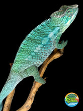 Load image into Gallery viewer, Ambilobe × Ambanja hybrid panther chameleon juvenile male showing teal and blue tones
