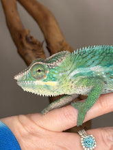 Load image into Gallery viewer, Juvenile Ambilobe × Ambanja panther chameleon with green and blue coloration
