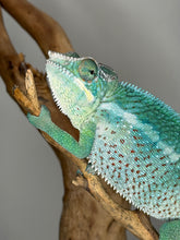 Load image into Gallery viewer, Calm Ambilobe Ambanja hybrid panther chameleon close-up head detail
