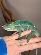 Load image into Gallery viewer, Ambilobe Ambanja hybrid panther chameleon exploring a hand
