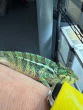 Load image into Gallery viewer, Pet-only Ambilobe Ambanja hybrid panther chameleon juvenile male
