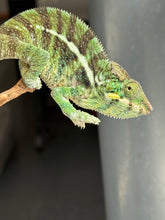 Load image into Gallery viewer, Calm Ambilobe × Ambanja hybrid panther chameleon juvenile male resting naturally on branch
