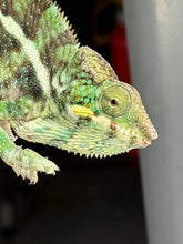 Load image into Gallery viewer, Ambilobe × Ambanja hybrid panther chameleon juvenile male side profile showing blue and green tones
