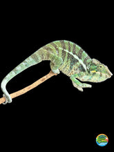 Load image into Gallery viewer, Ambilobe Ambanja hybrid panther chameleon exploring enclosure branch
