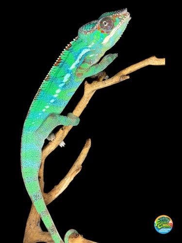 Juvenile Ambilobe Panther Chameleon showing early blue bars on a branch.