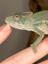 Load image into Gallery viewer, Close-up of juvenile Ambilobe Panther Chameleon showing alert eyes and calm expression
