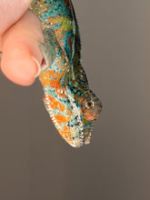 Load image into Gallery viewer, Close-up of young Ambilobe Panther Chameleon with alert eyes and gentle expression
