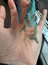 Load image into Gallery viewer, Ambilobe Panther Chameleon showing strong developing blue barring
