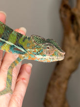 Load image into Gallery viewer, Calm juvenile Ambilobe Panther Chameleon resting quietly
