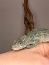 Load image into Gallery viewer, Ambilobe Panther Chameleon juvenile highlighting future vibrant color potential
