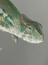 Load image into Gallery viewer, Detailed view of Ambilobe Panther Chameleon eye showing curious and calm behavior
