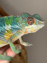 Load image into Gallery viewer, Healthy juvenile chameleon feeding on silkworms
