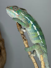 Load image into Gallery viewer, Young Ambilobe male chameleon beginning to show color
