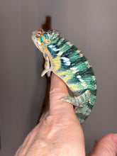 Load image into Gallery viewer, Side view of Ambilobe male chameleon with developing blue bars
