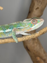 Load image into Gallery viewer, Ambilobe panther chameleon perched on branch
