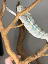 Load image into Gallery viewer, Side view of Ambilobe male with early blue bar pattern
