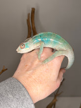 Load image into Gallery viewer, light-colored ambilobe panther chameleon male showing teal bars
