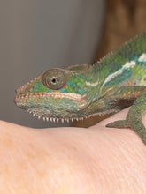 Load image into Gallery viewer, Ambilobe male chameleon showing unique personality and expression
