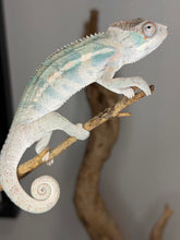 Load image into Gallery viewer, Ambilobe panther chameleon male before shed showing early color
