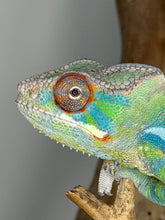 Load image into Gallery viewer, side profile of neon ambilobe panther chameleon male
