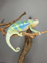 Load image into Gallery viewer, ambilobe panther chameleon male tail showing slight kink
