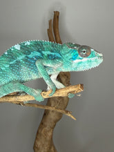 Load image into Gallery viewer, Ambilobe Panther Chameleon with strong red and blue bloodline influence
