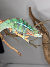 Load image into Gallery viewer, side profile of young ambilobe chameleon showing pattern development
