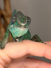 Load image into Gallery viewer, Sweet, chill Ambilobe Panther Chameleon from red and blue lineage

