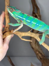 Load image into Gallery viewer, Ambilobe Panther Chameleon juvenile demonstrating strong color potential.
