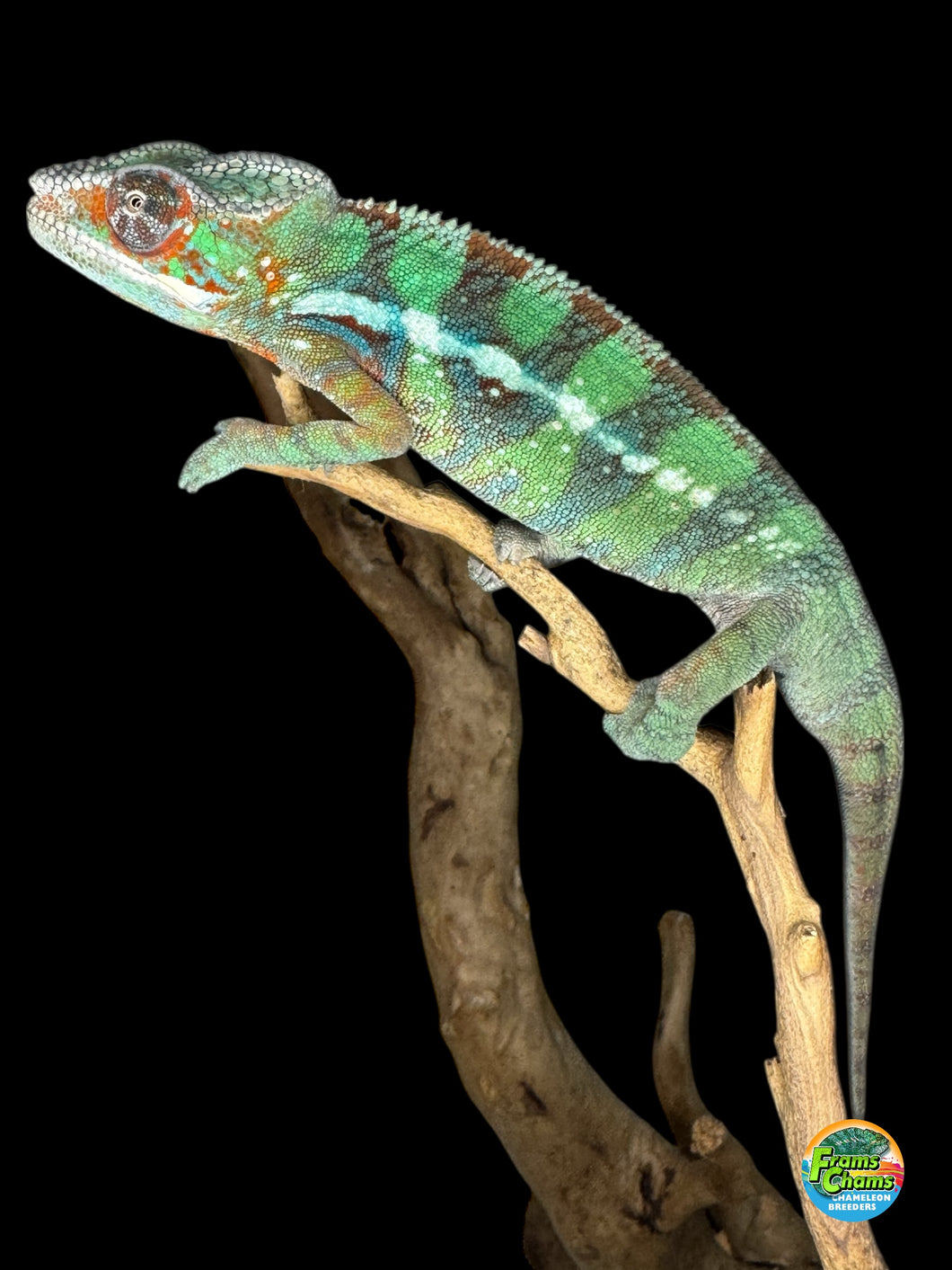 juvenile ambilobe panther chameleon showing early blue bar coloration