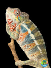 Load image into Gallery viewer, Young male Ambilobe Panther Chameleon showing bright developing rainbow colors
