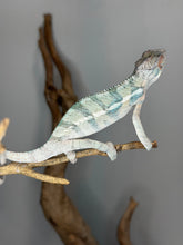Load image into Gallery viewer, 5 month Ambilobe male chameleon beginning color transition
