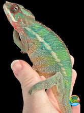 Load image into Gallery viewer, Calm male Ambilobe Panther Chameleon Aslan x Flash Jr juvenile from FramsChams
