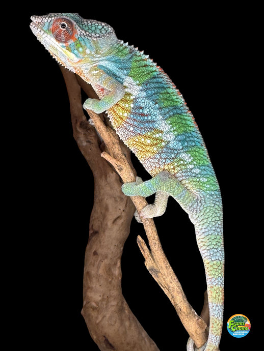 Vibrant juvenile Ambilobe Panther Chameleon (Aslan x Flash line)