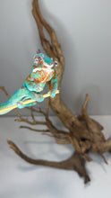 Load image into Gallery viewer, Early blue barring developing on juvenile male Ambilobe panther chameleon
