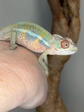 Load image into Gallery viewer, Side profile of juvenile Ambilobe panther chameleon with blue bars and yellow tones
