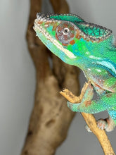 Load image into Gallery viewer, Blue Bar Ambilobe chameleon male displaying vibrant developing colors.

