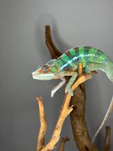Load image into Gallery viewer, juvenile panther chameleon gripping branch with bright early colors
