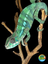 Load image into Gallery viewer, Juvenile Ambilobe Panther Chameleon with calm temperament and developing teal and blue coloration
