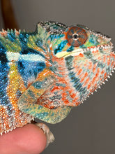 Load image into Gallery viewer, Calm juvenile male Panther Chameleon resting after handling with steady temperament
