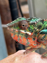 Load image into Gallery viewer, Healthy juvenile Ambilobe Panther Chameleon for sale
