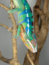 Load image into Gallery viewer, Captive bred juvenile Ambilobe Panther Chameleon alert and well-started
