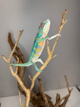 Load image into Gallery viewer, Juvenile Ambilobe Panther Chameleon climbing on branch under natural light
