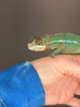 Load image into Gallery viewer, Close-up of a male Ambilobe Panther Chameleon showing early rainbow color development
