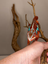 Load image into Gallery viewer, Close-up of a male Ambilobe Panther Chameleon's red body and electric blue bars.
