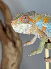 Load image into Gallery viewer, Close-up of male Ambilobe Panther Chameleon with orange and blue hues
