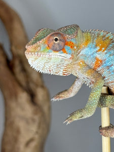 Close-up of male Ambilobe Panther Chameleon with orange and blue hues
